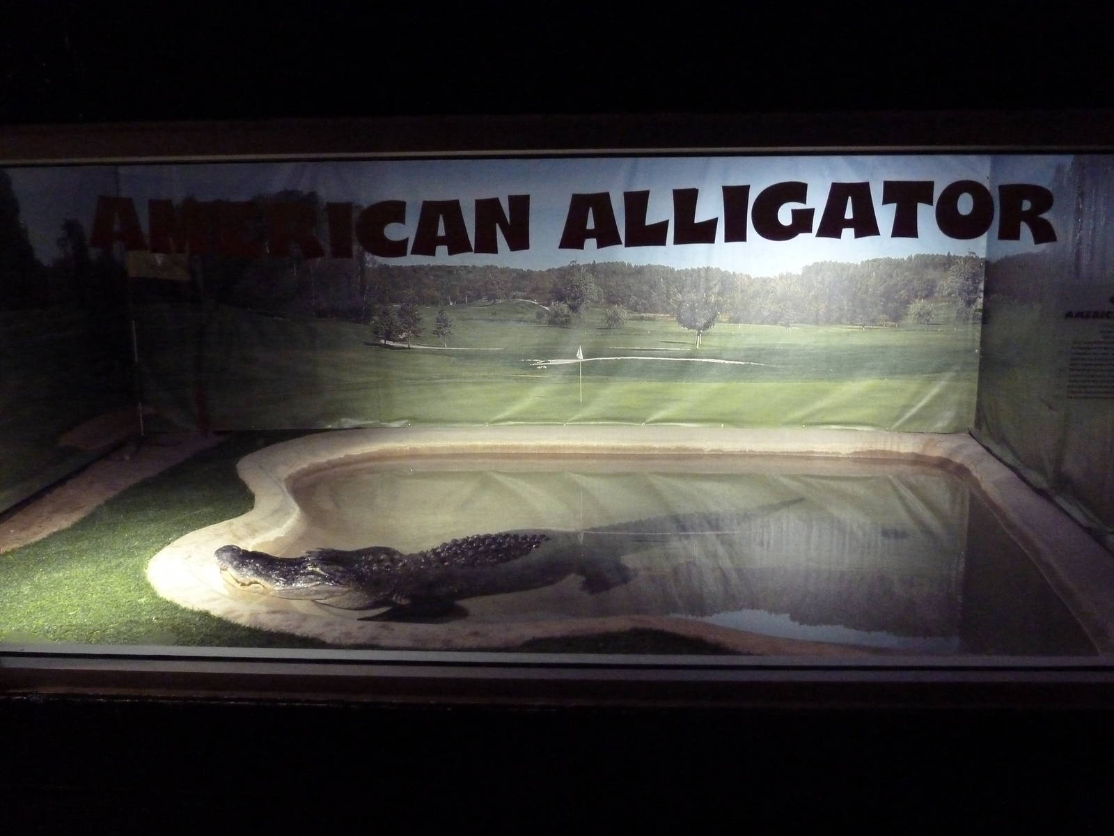 American Alligator Exhibit