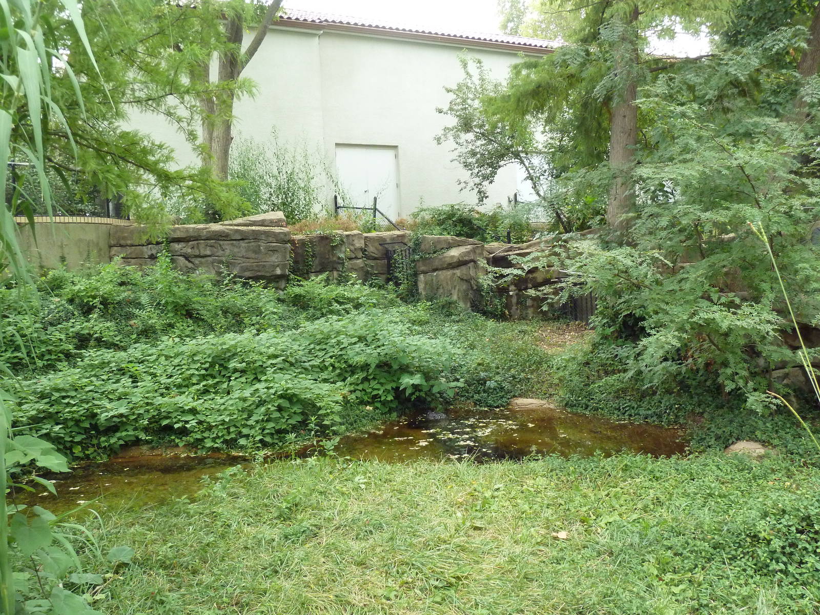 American Alligator Exhibit