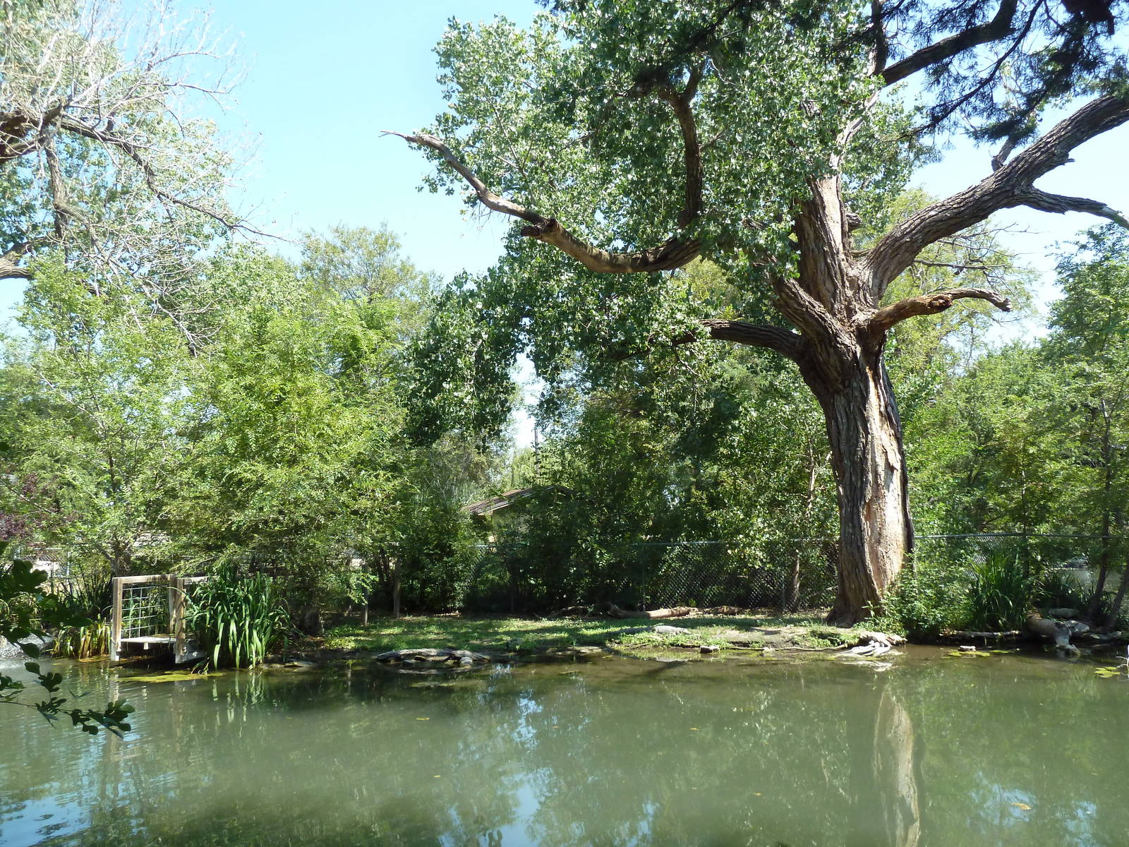 American Alligator Exhibit