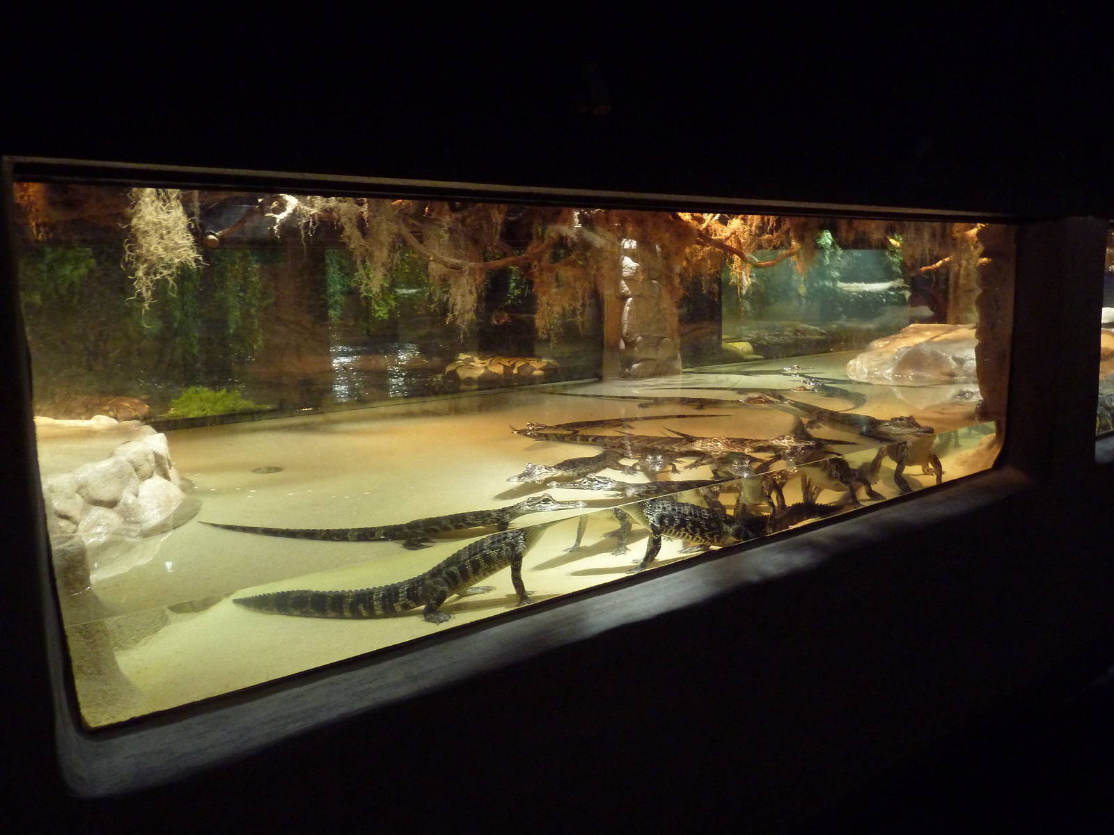 American Alligator Exhibit