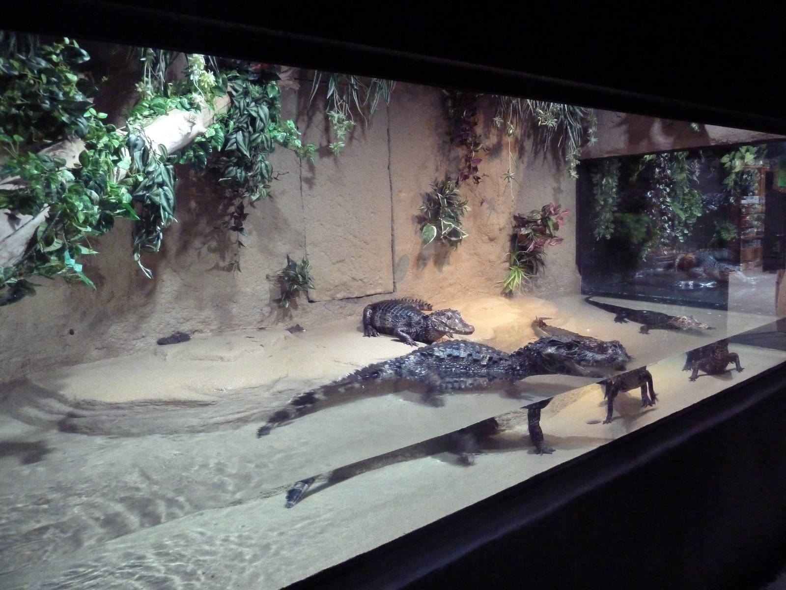 American Alligator Exhibit