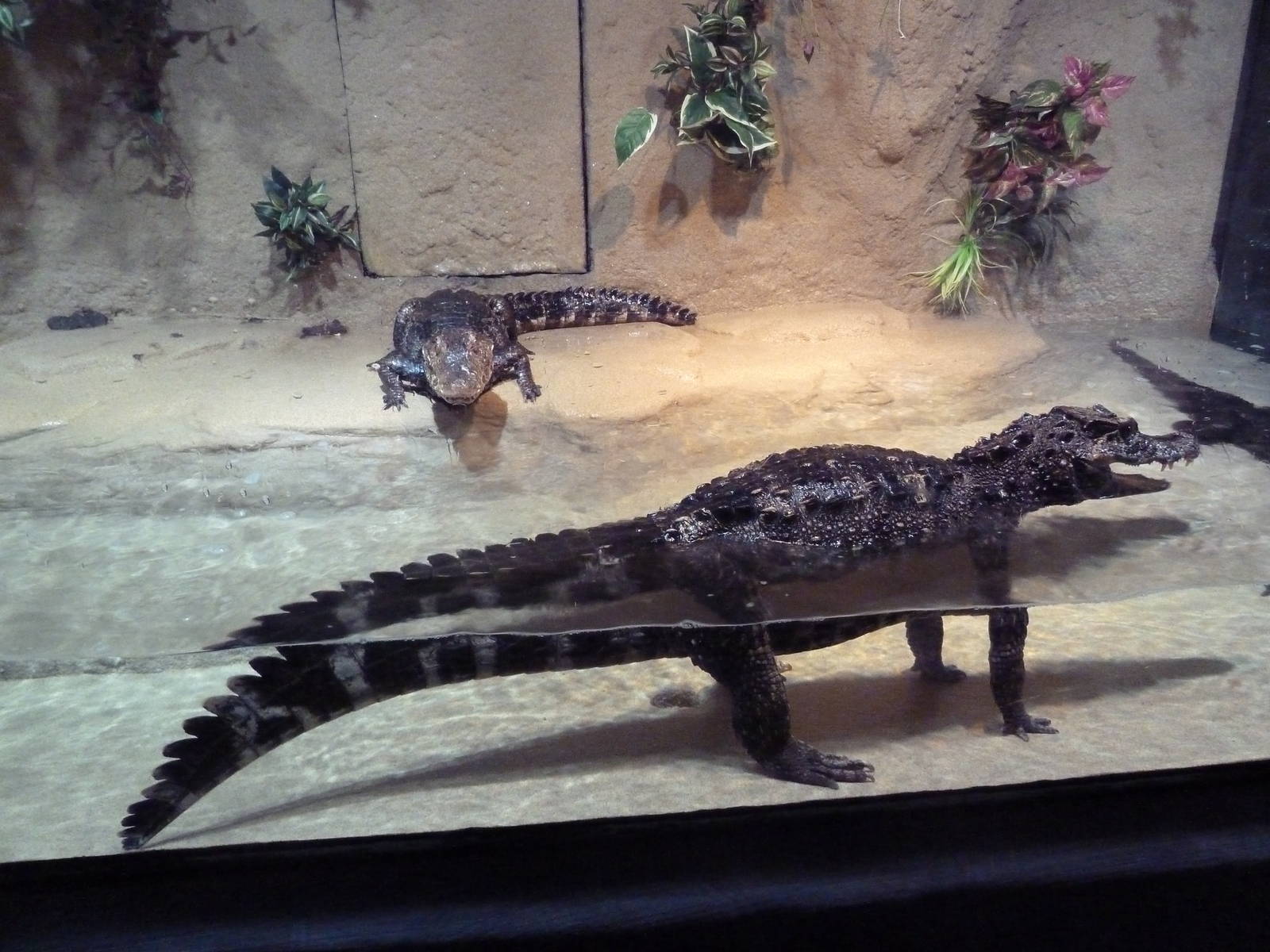 American Alligator Exhibit