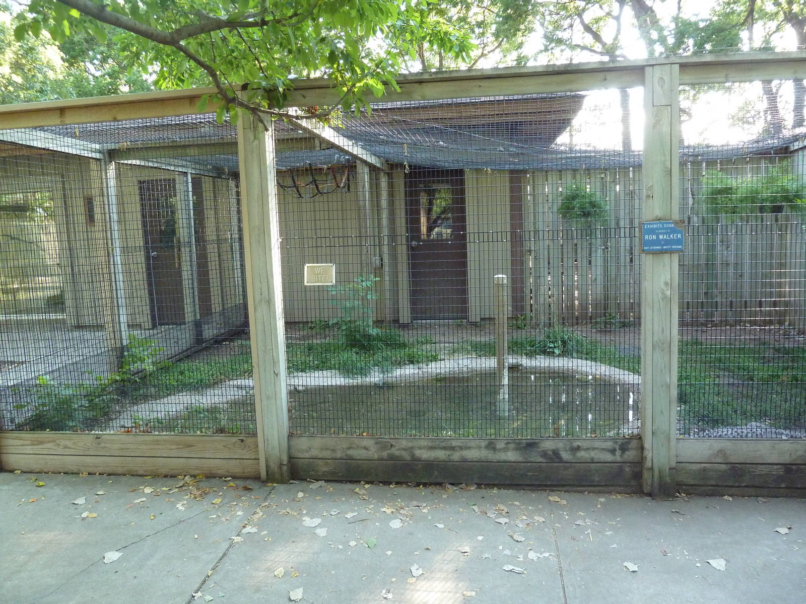 American Alligator Exhibit