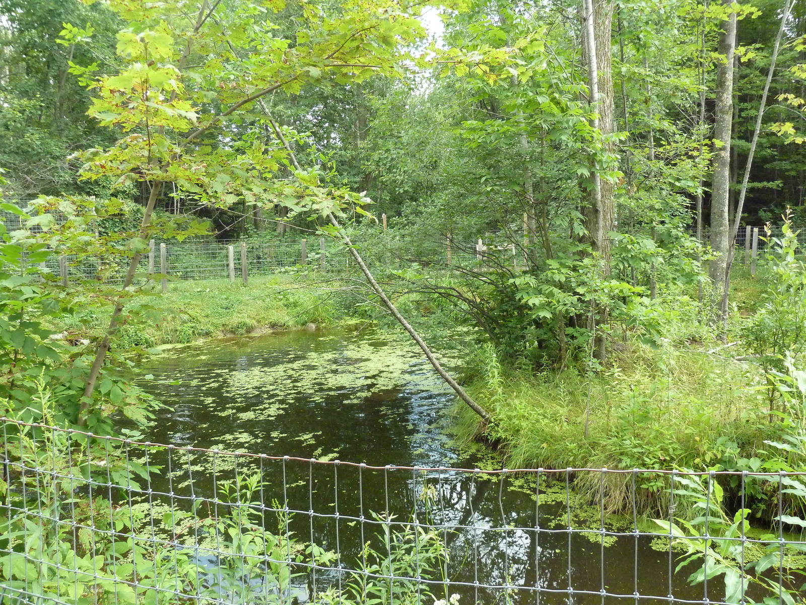 American Alligator Exhibit