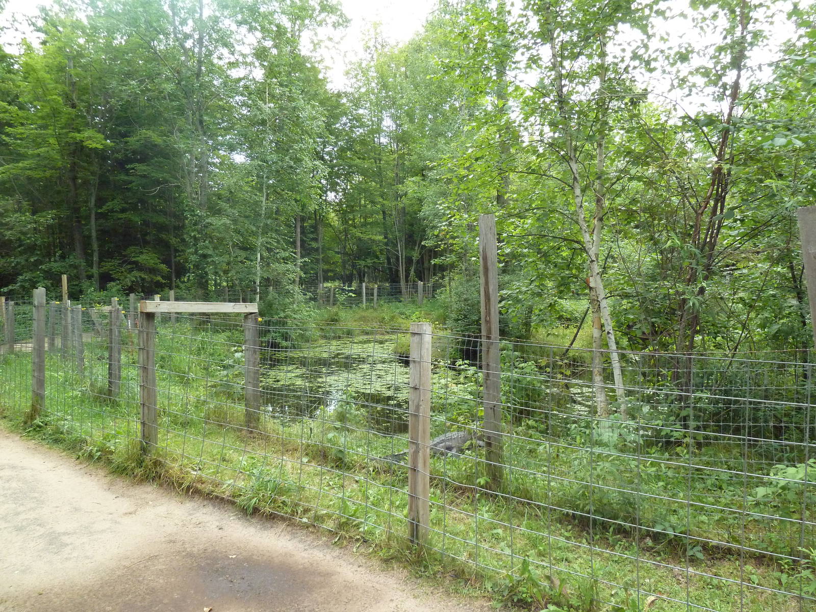 American Alligator Exhibit