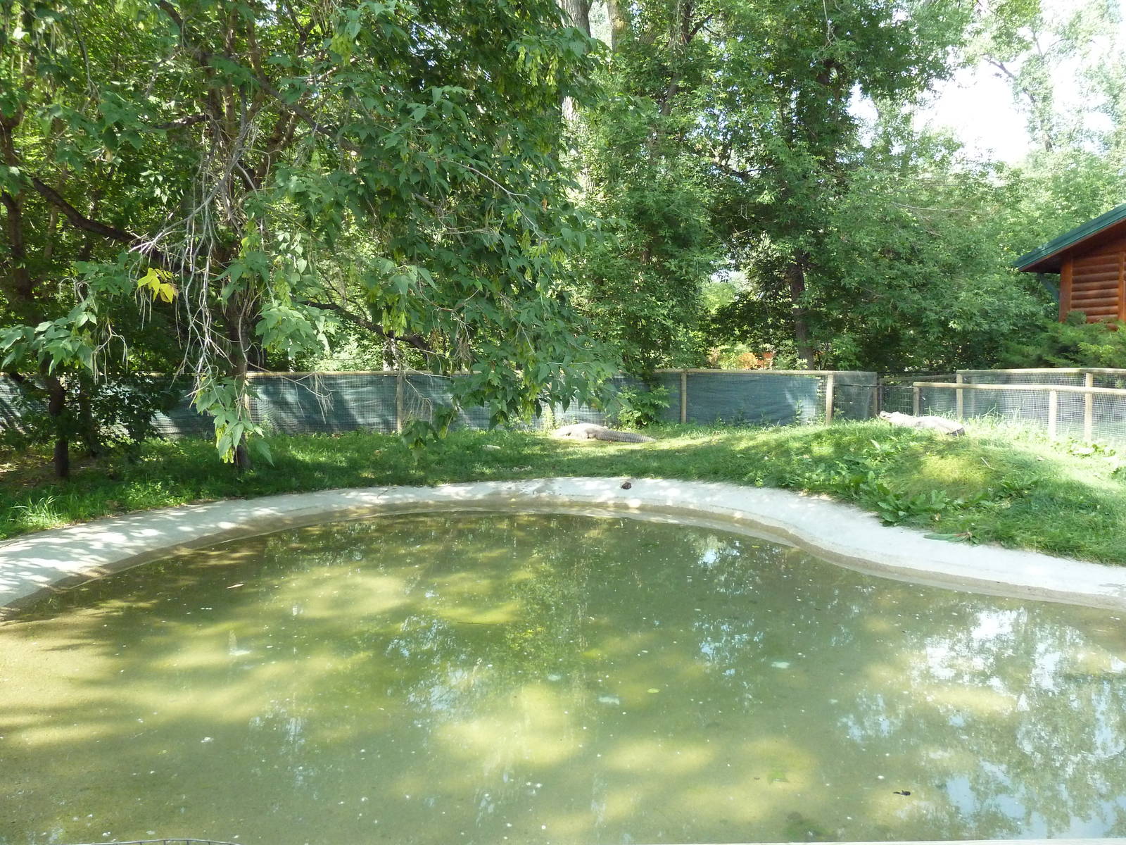 American Alligator Exhibit