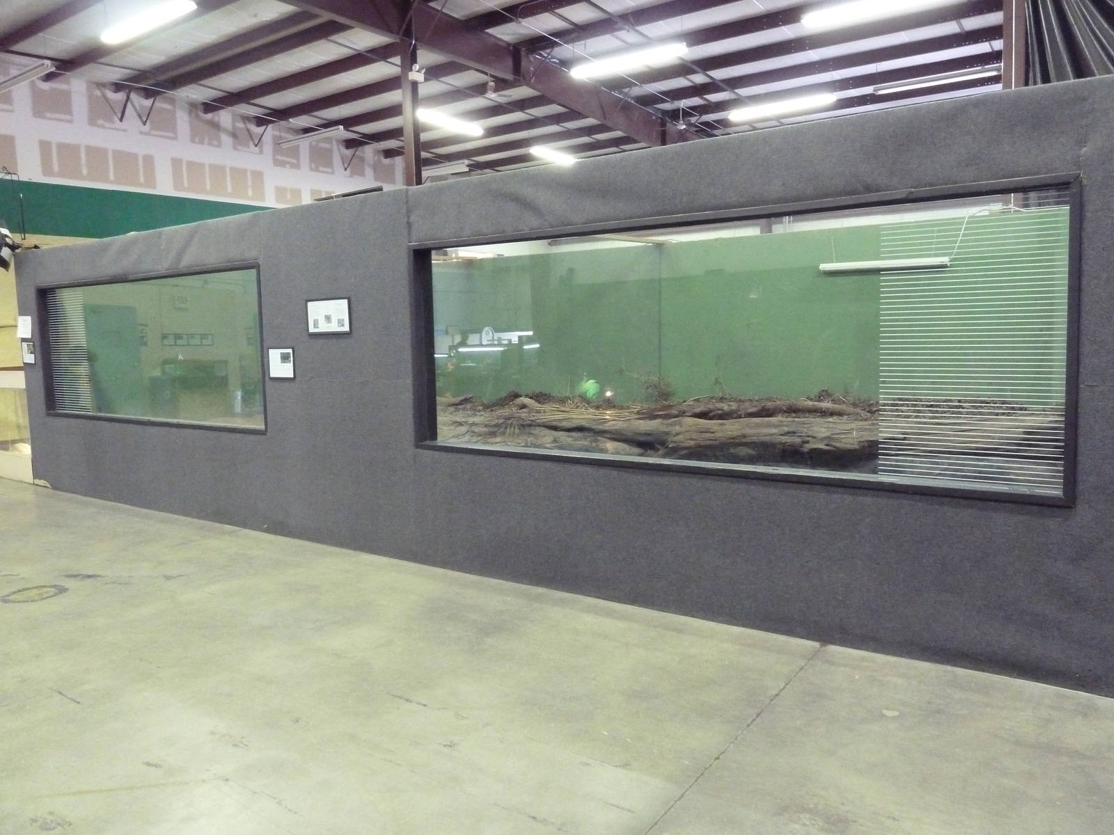 American Alligator Exhibit