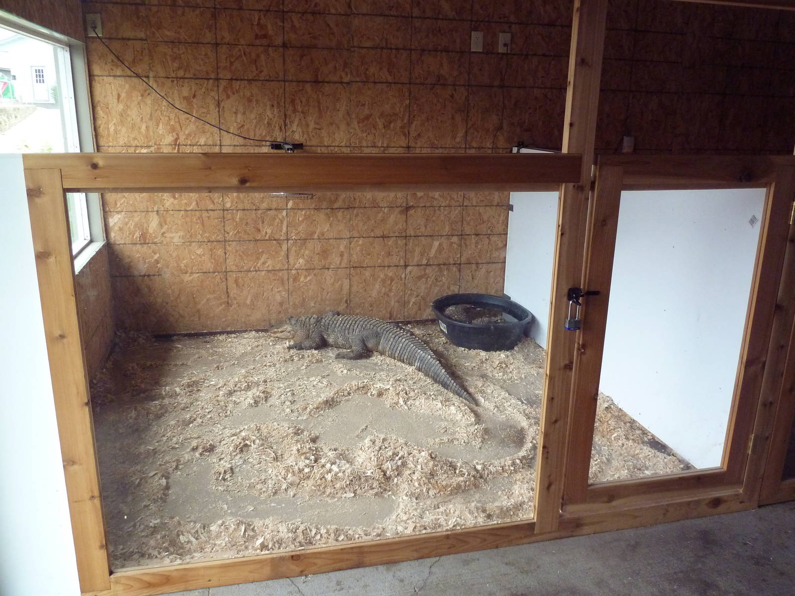 American Alligator Exhibit