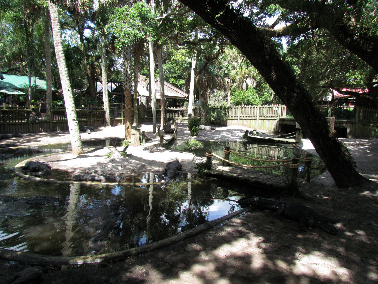 American Alligator Exhibit