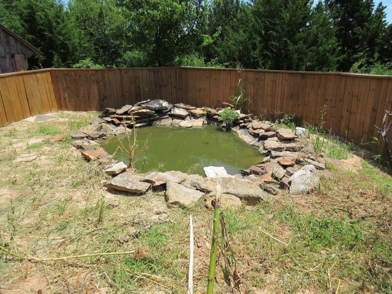 American Alligator Exhibit