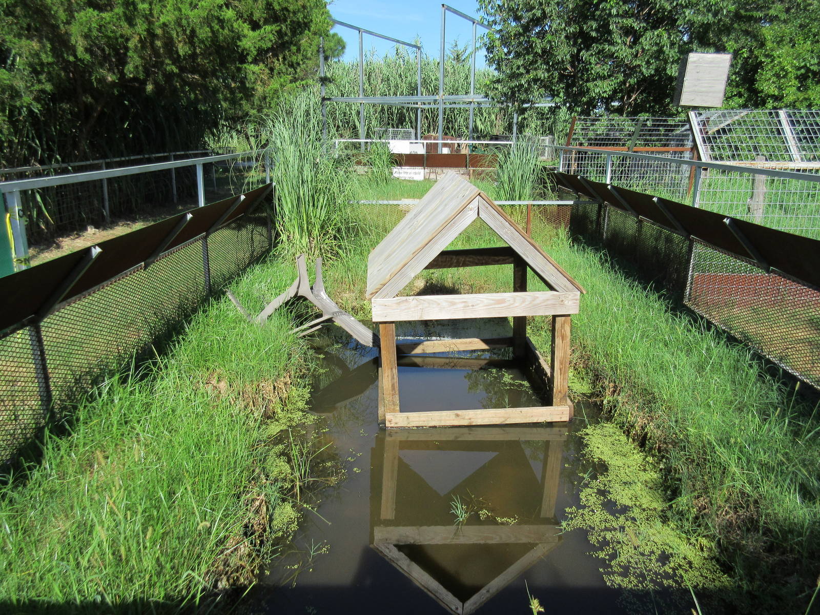 American Alligator Exhibit