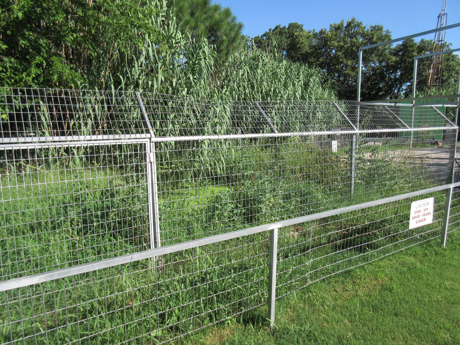 American Alligator Exhibit