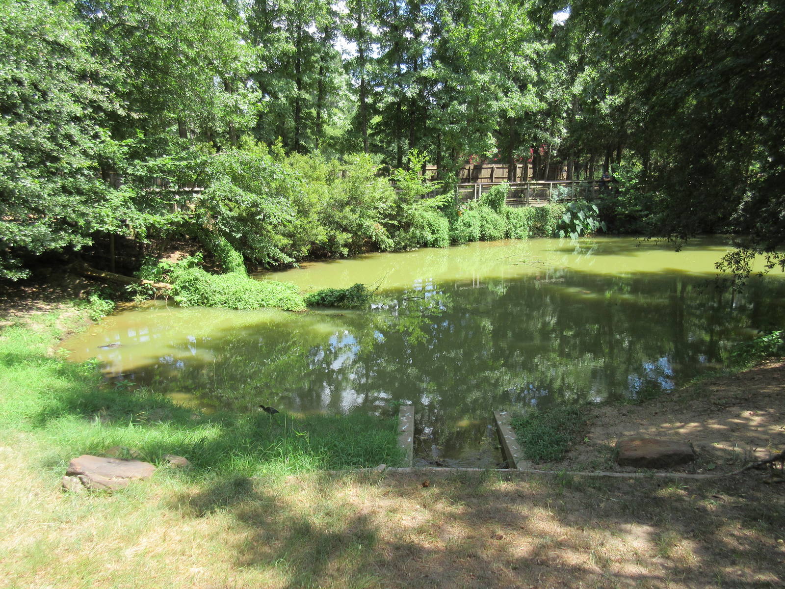 American Alligator Exhibit