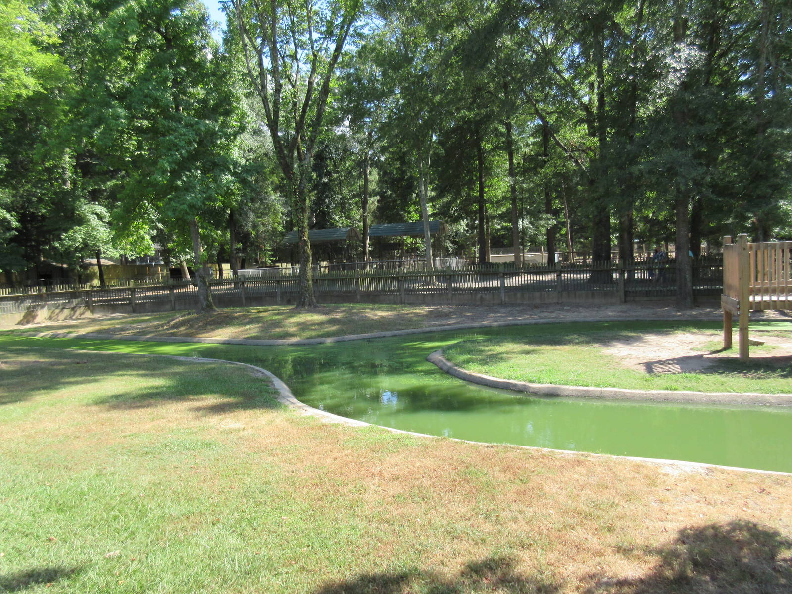 American Alligator Exhibit