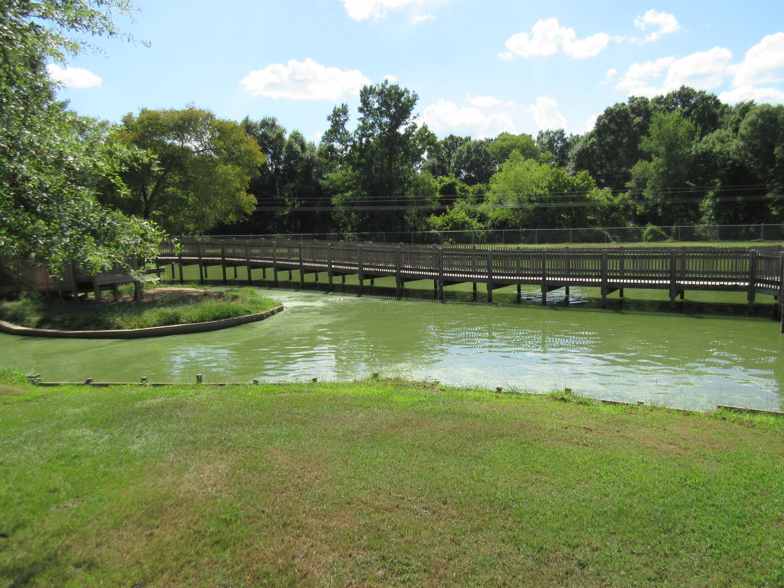 American Alligator Exhibit
