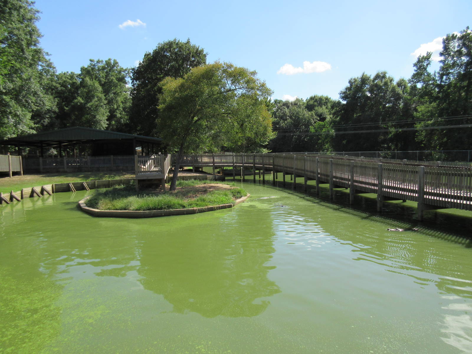 American Alligator Exhibit
