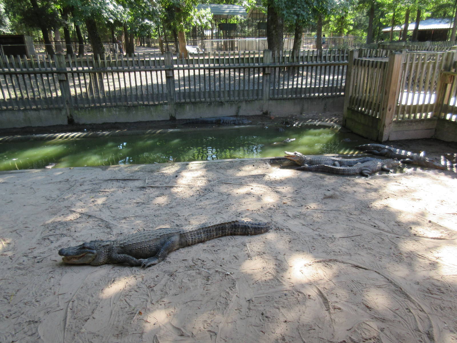 American Alligator Exhibit