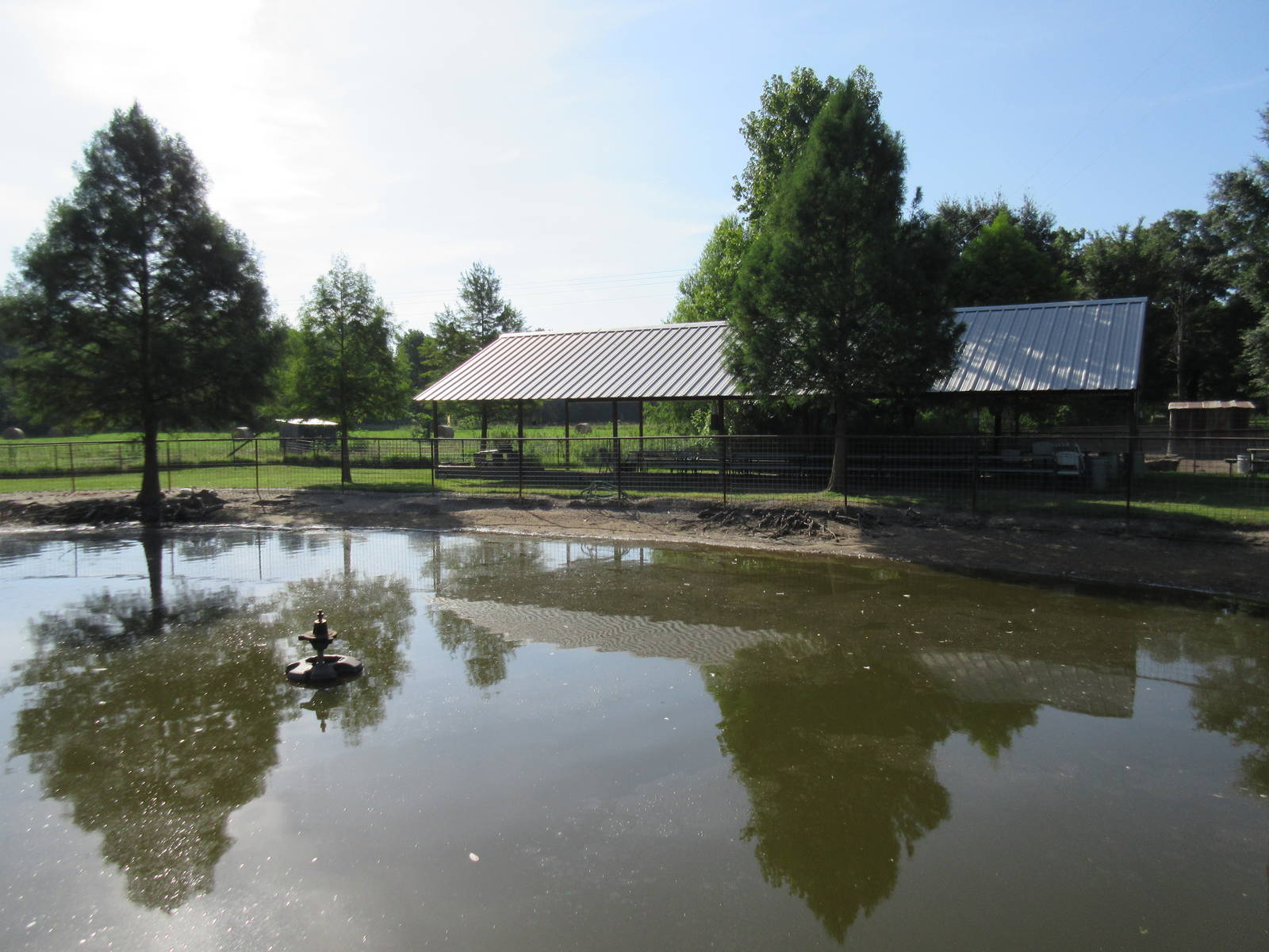 American Alligator Exhibit