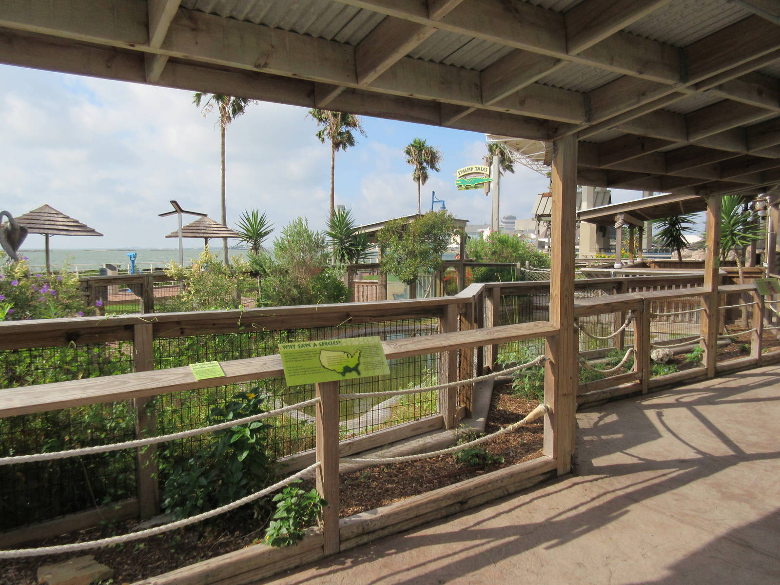 American Alligator Exhibit