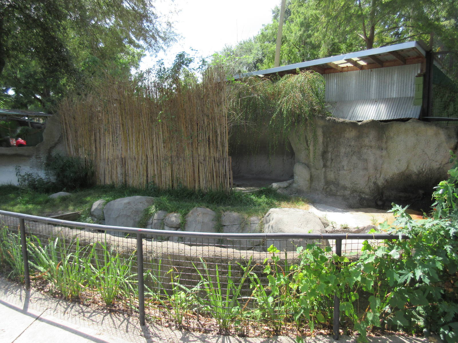 American Alligator Exhibit