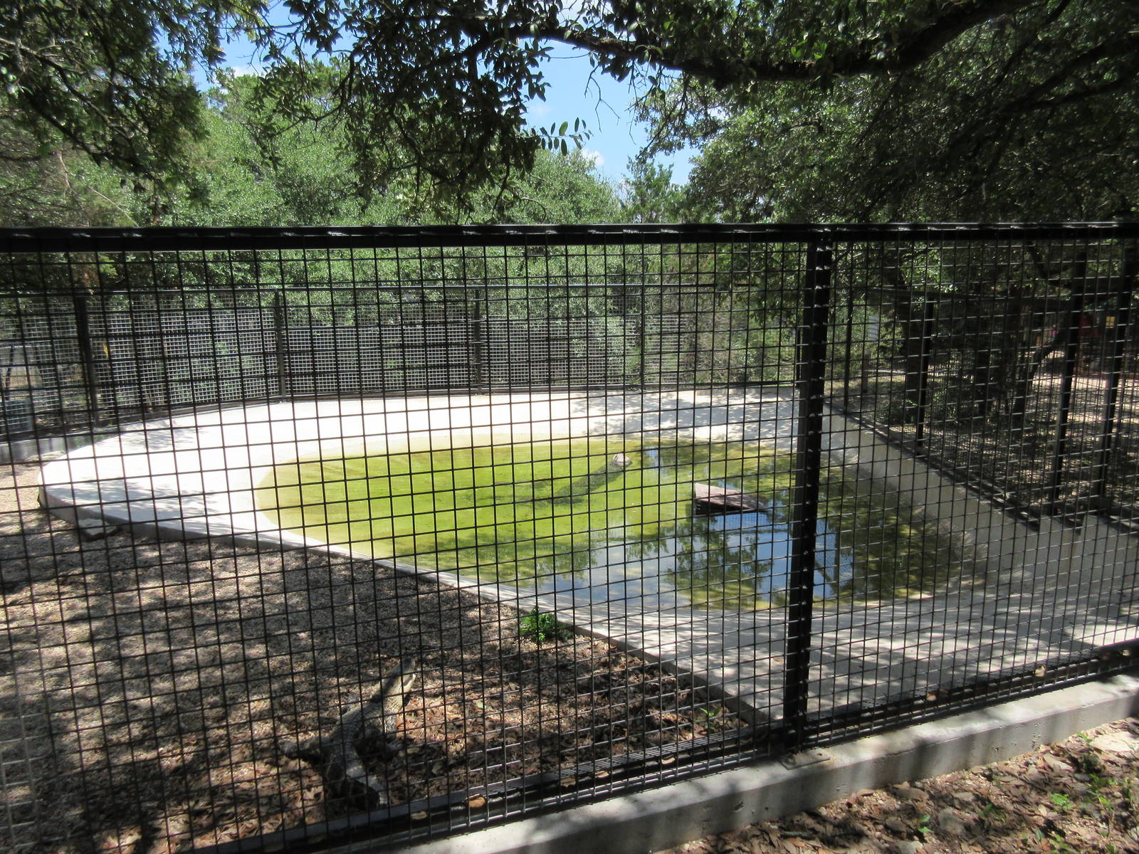 American Alligator Exhibit