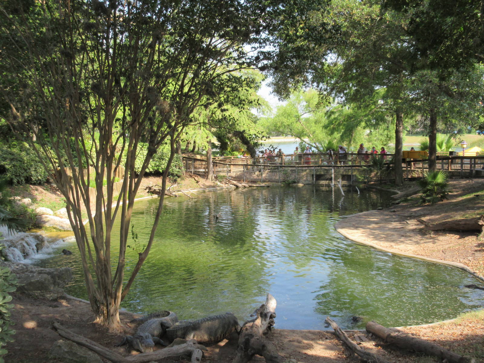American Alligator Exhibit