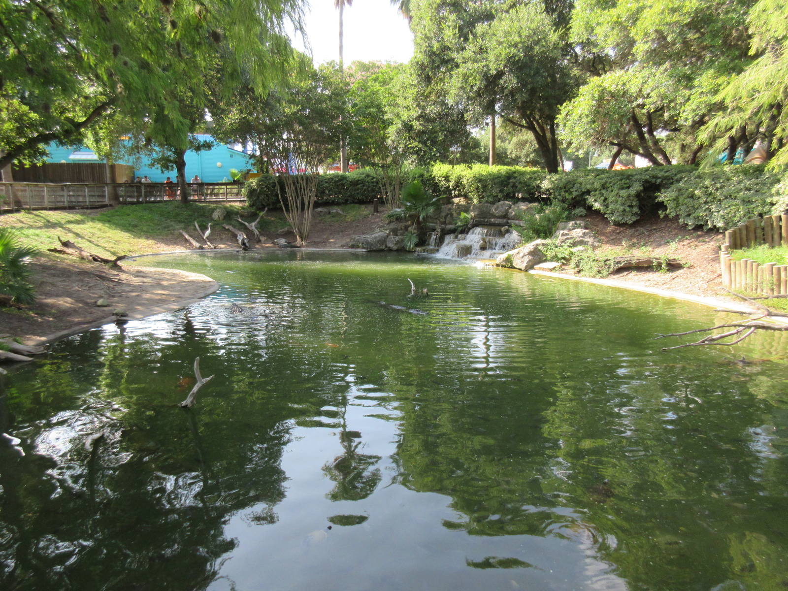 American Alligator Exhibit