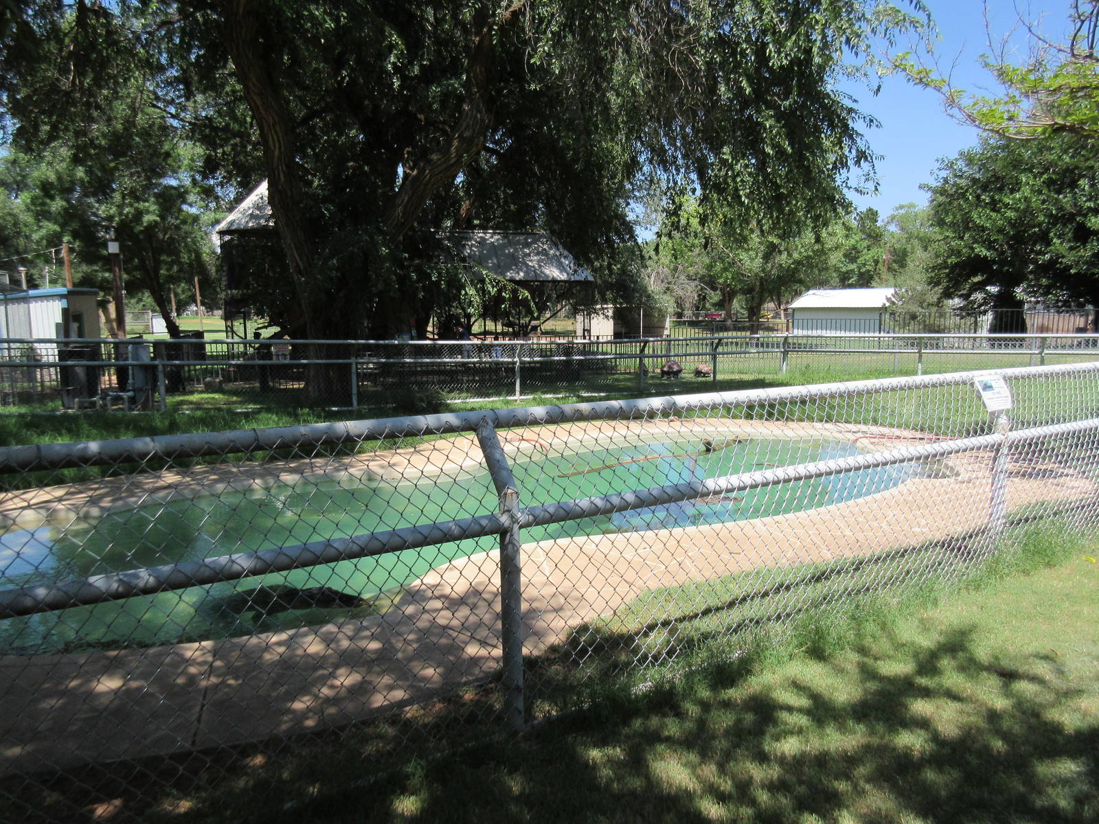 American Alligator Exhibit