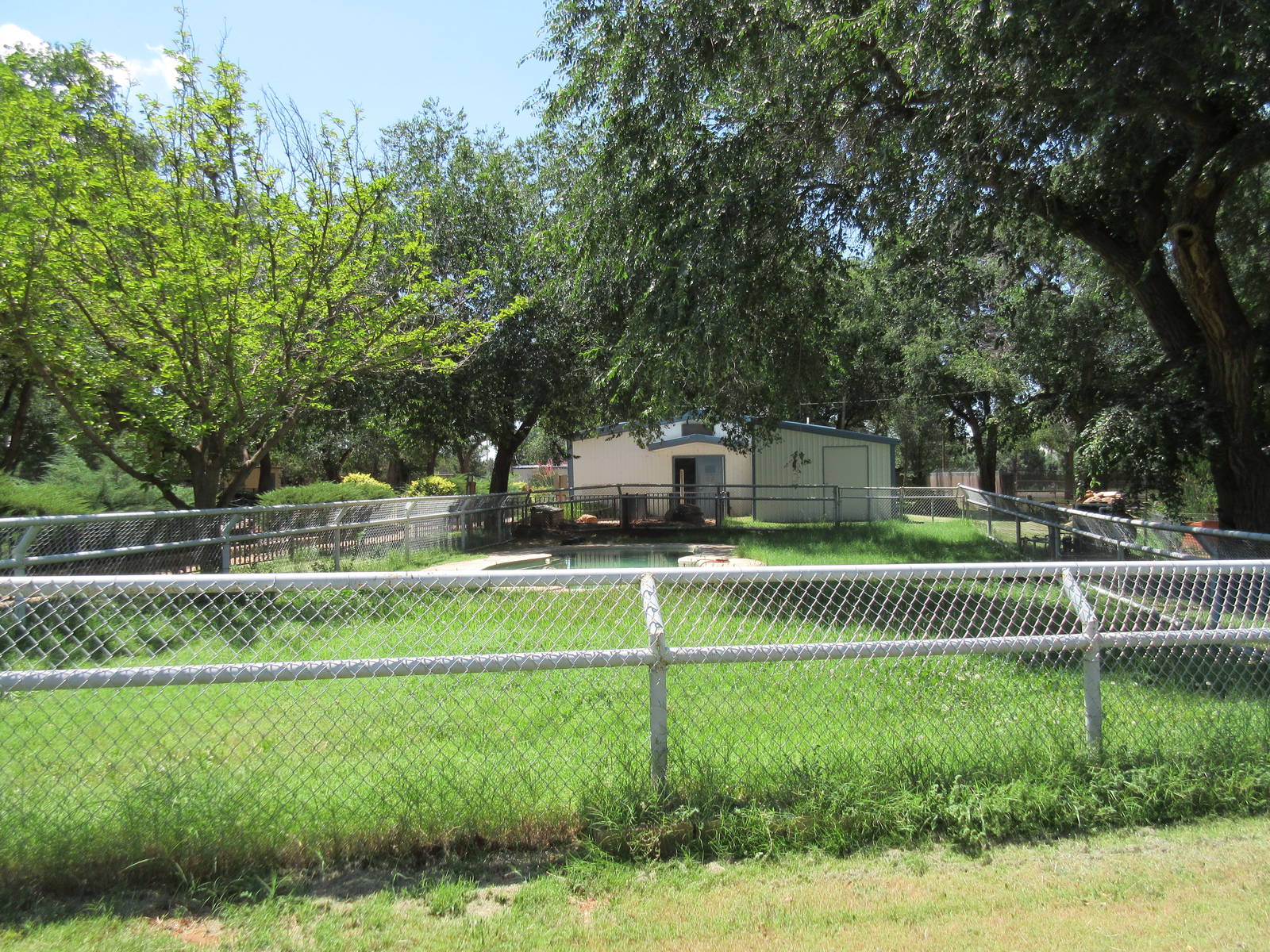 American Alligator Exhibit