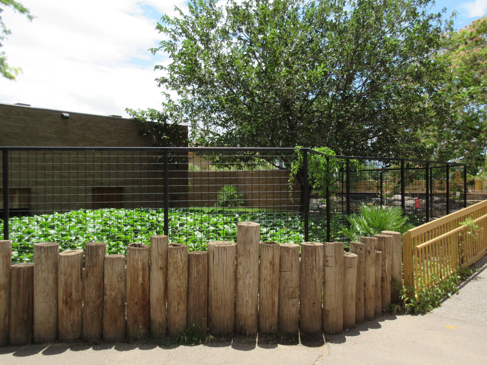 American Alligator Exhibit