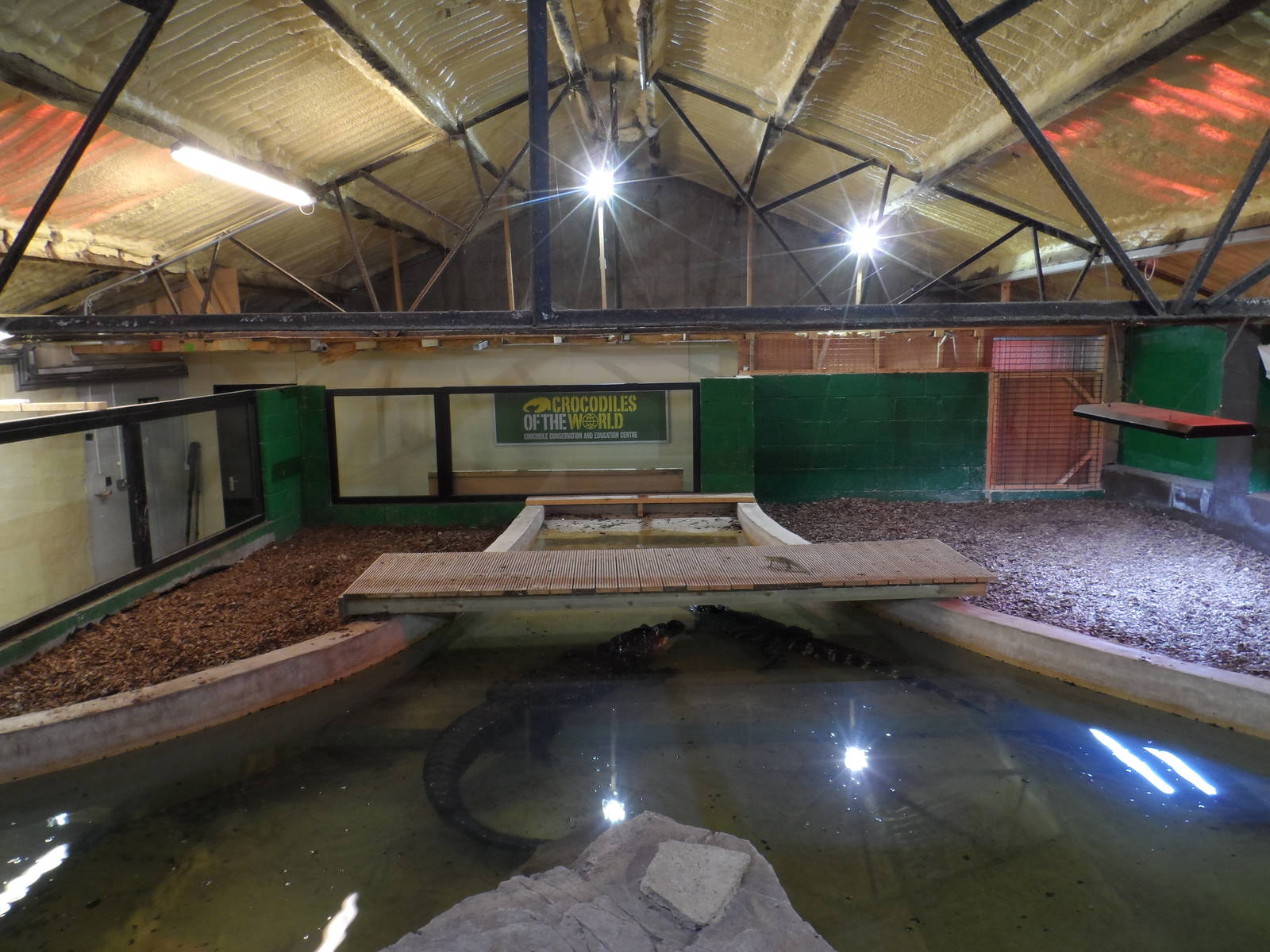 American Alligator Exhibit