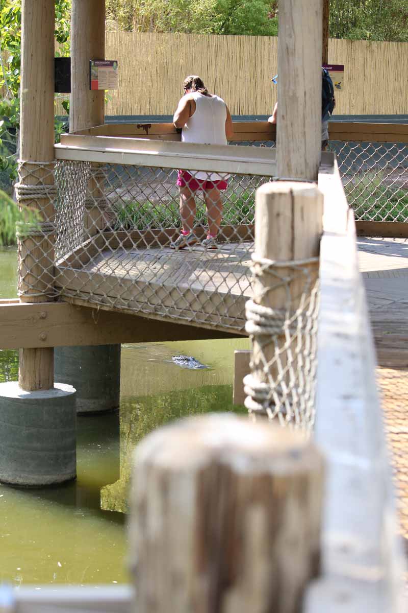 American alligator exhibit