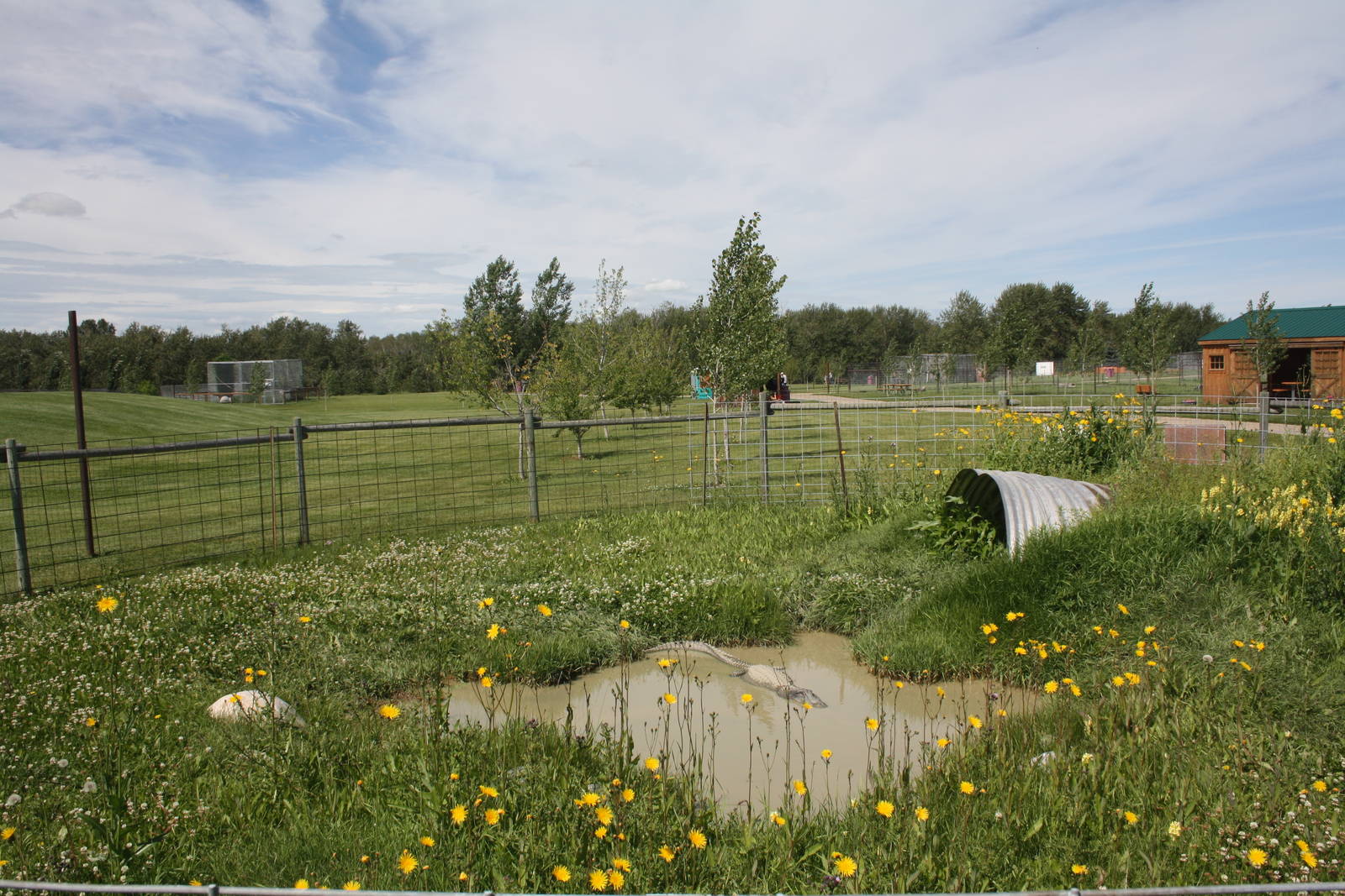 American Alligator Exhibit