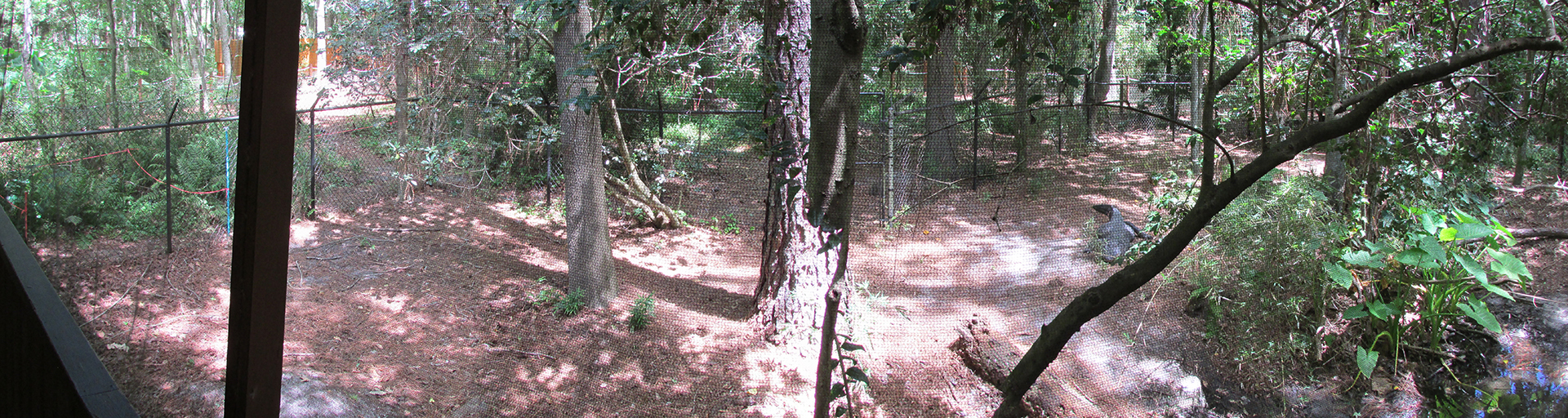 American Alligator Exhibit