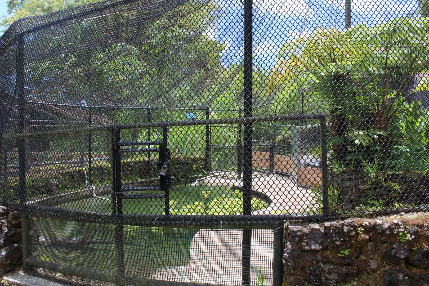 American Alligator Exhibit