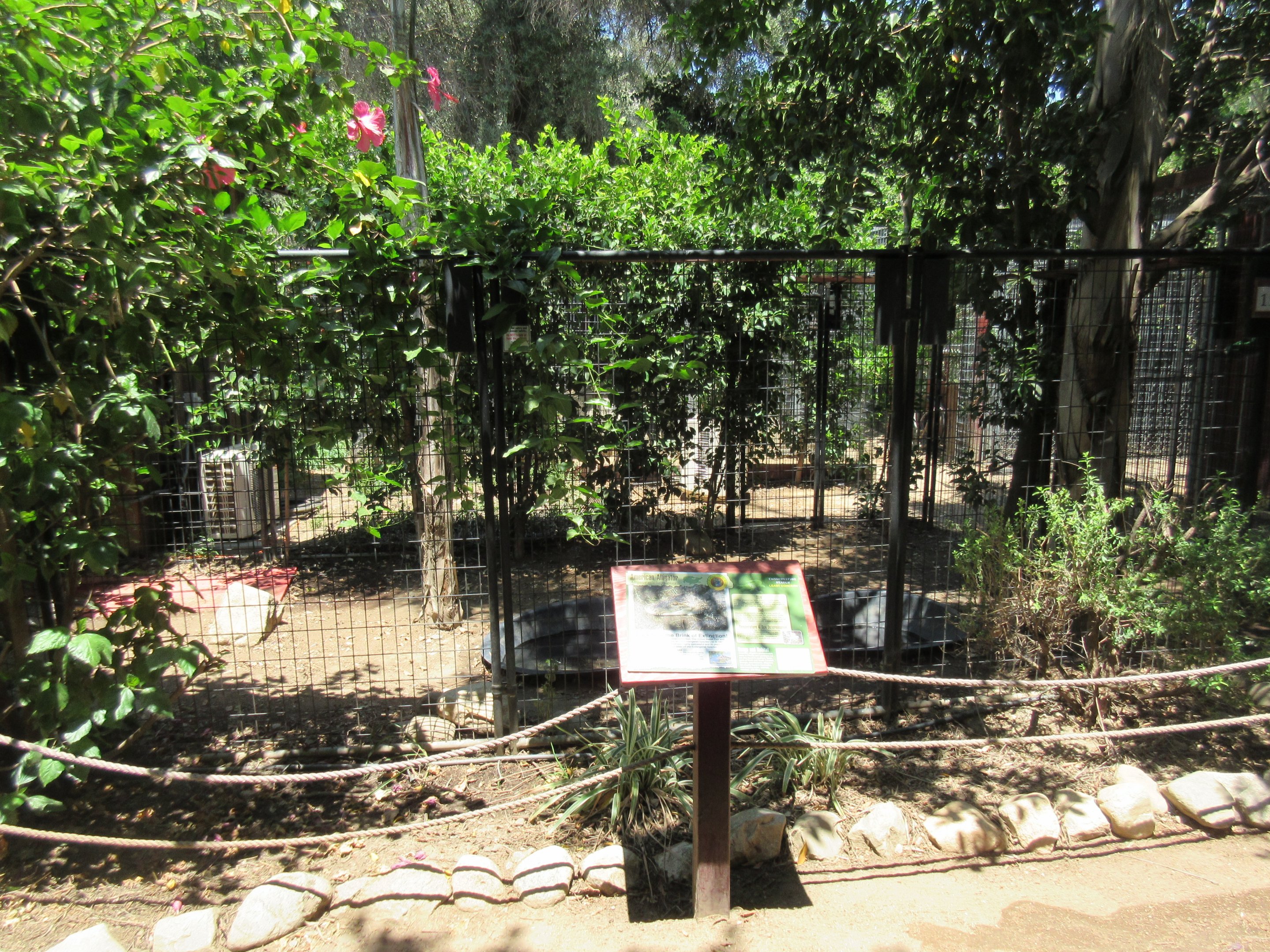 American Alligator Exhibit