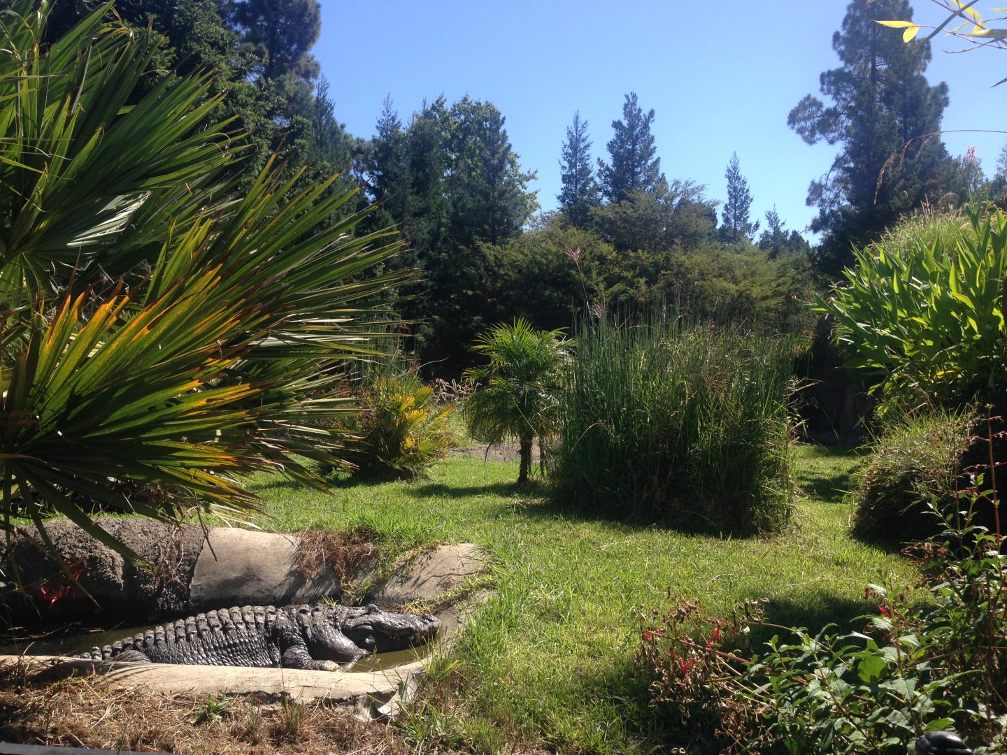 American Alligator Exhibit