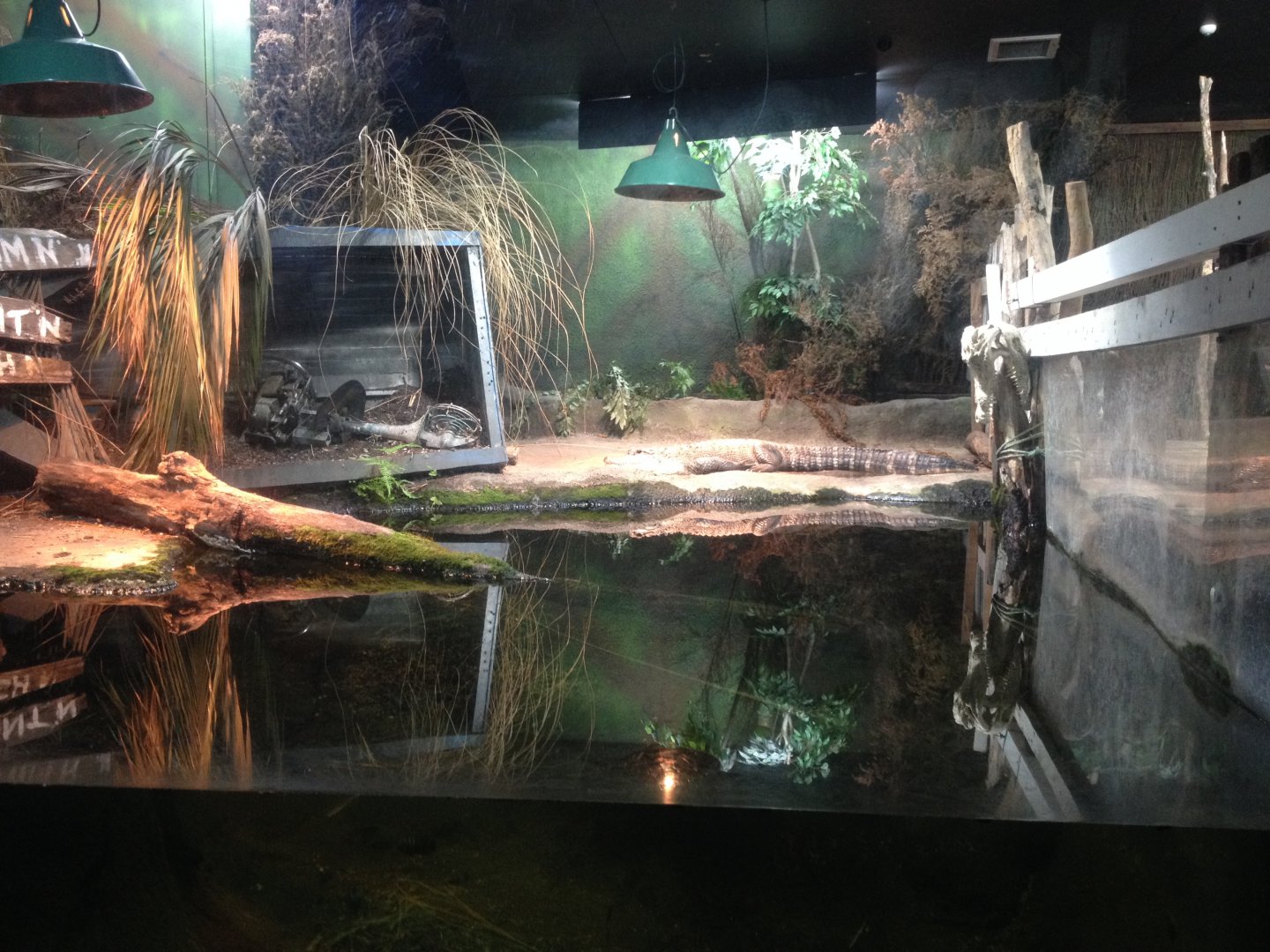 American Alligator exhibit