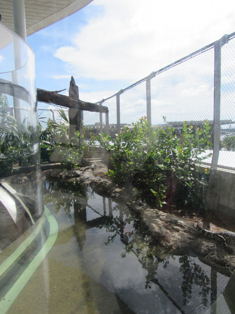 American alligator exhibit