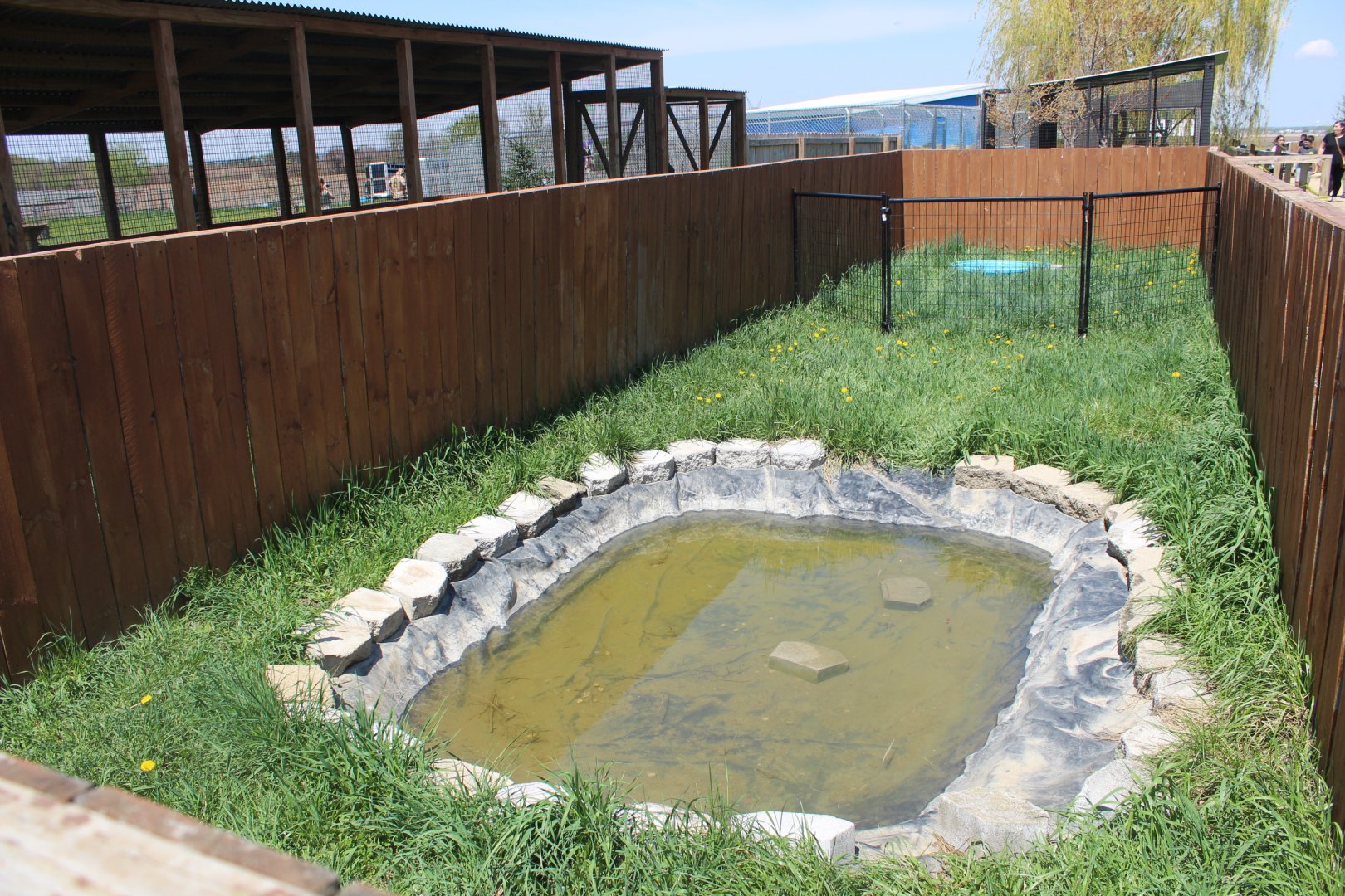 American Alligator Exhibit