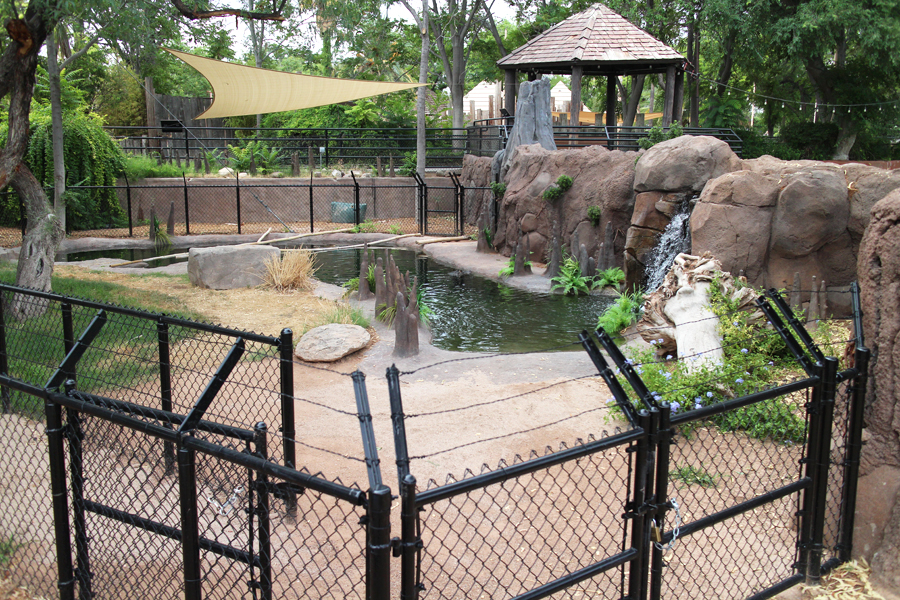 american alligator exhibit