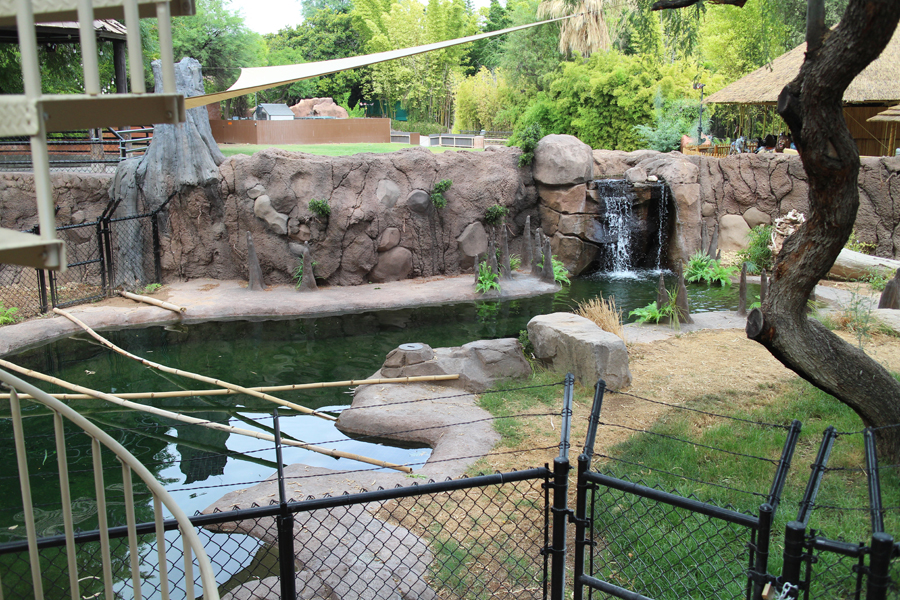 american alligator exhibit