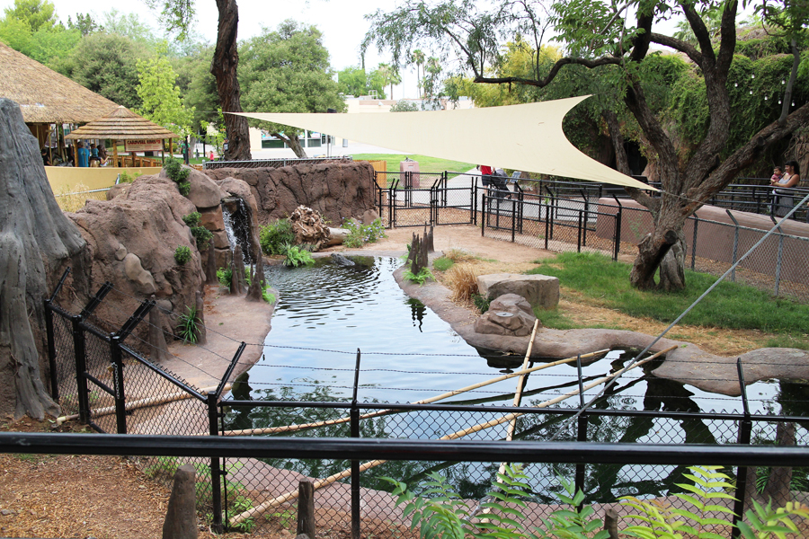 american alligator exhibit