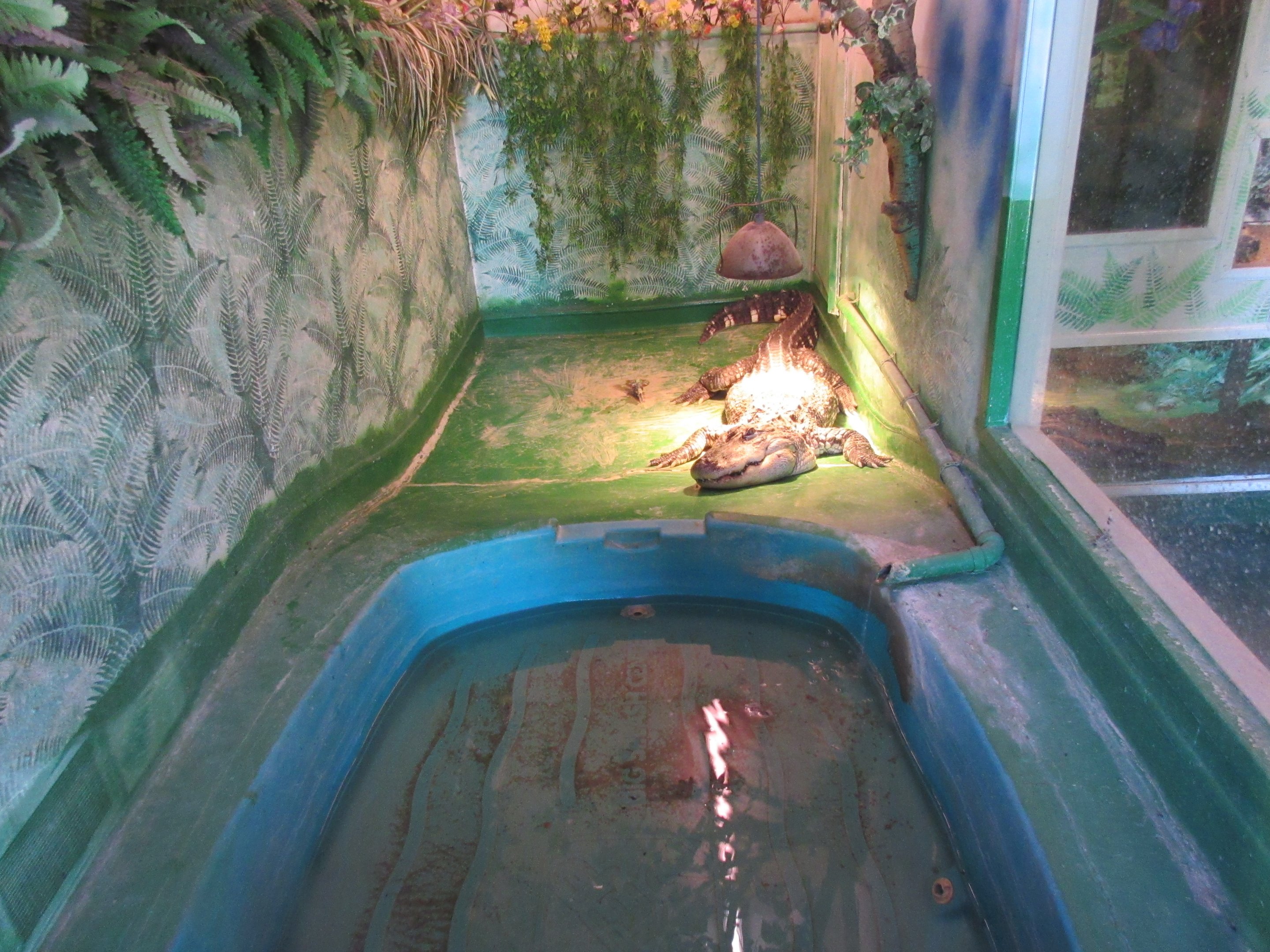 American Alligator Exhibit