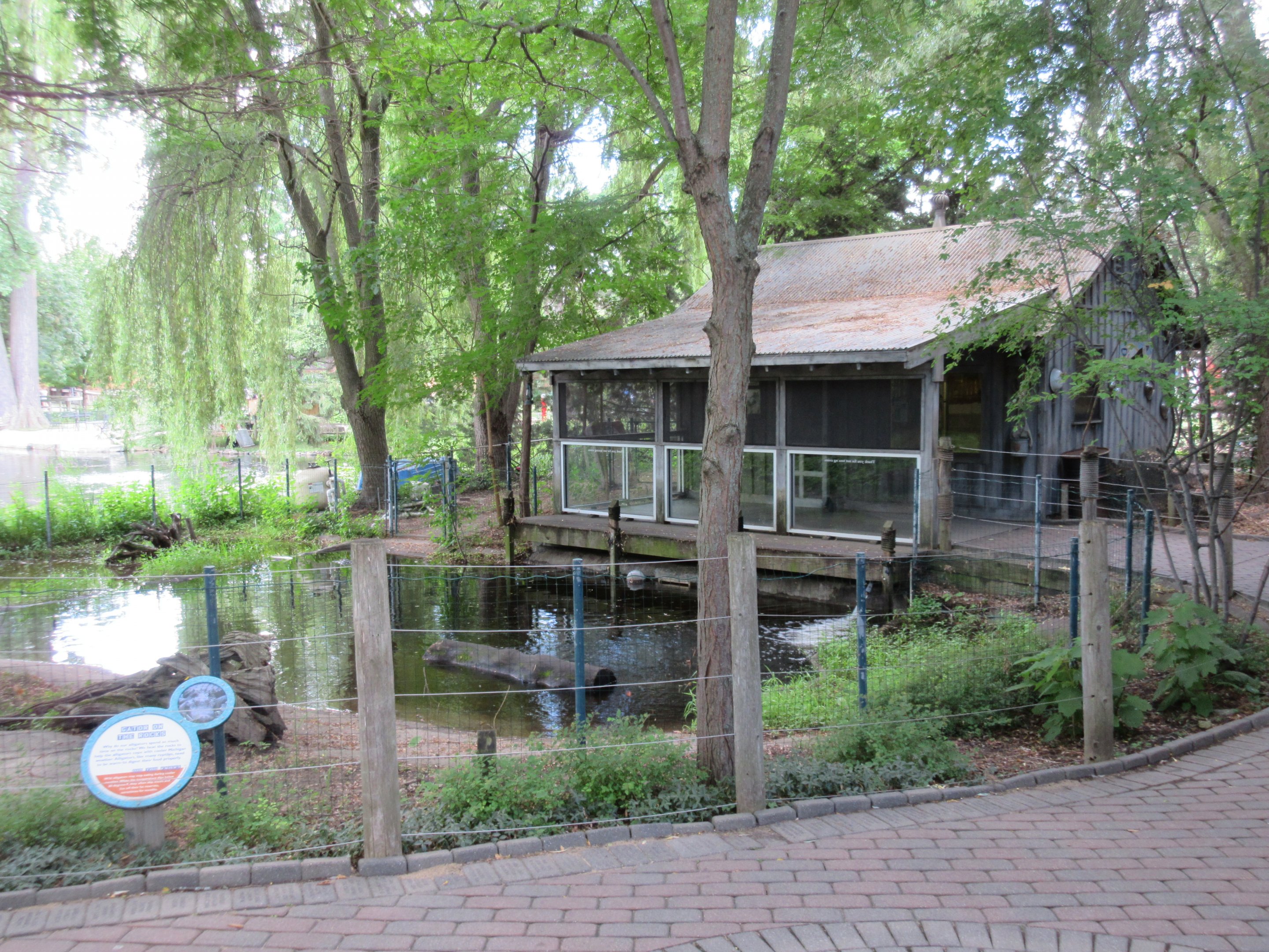 American Alligator Exhibit