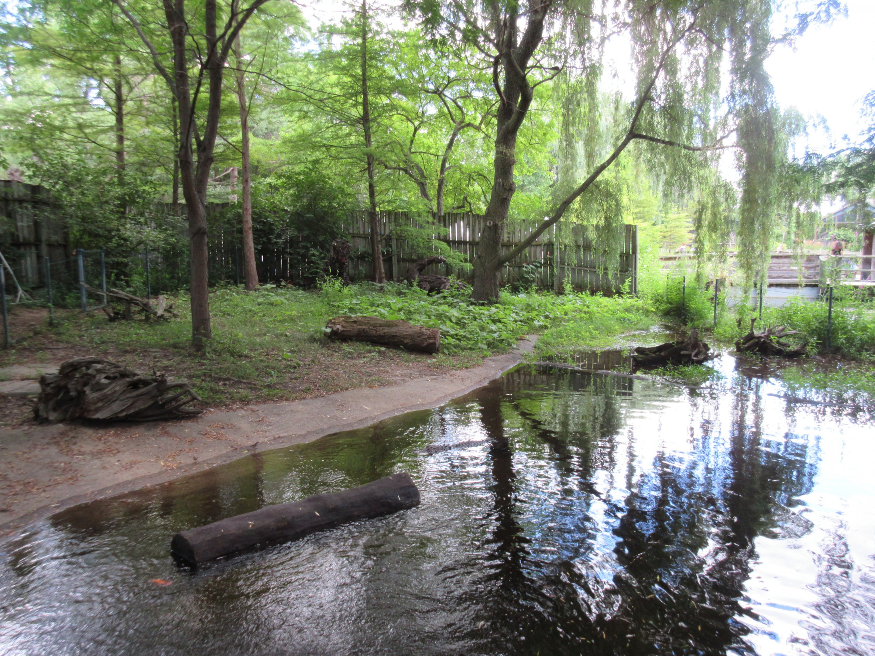 American Alligator Exhibit