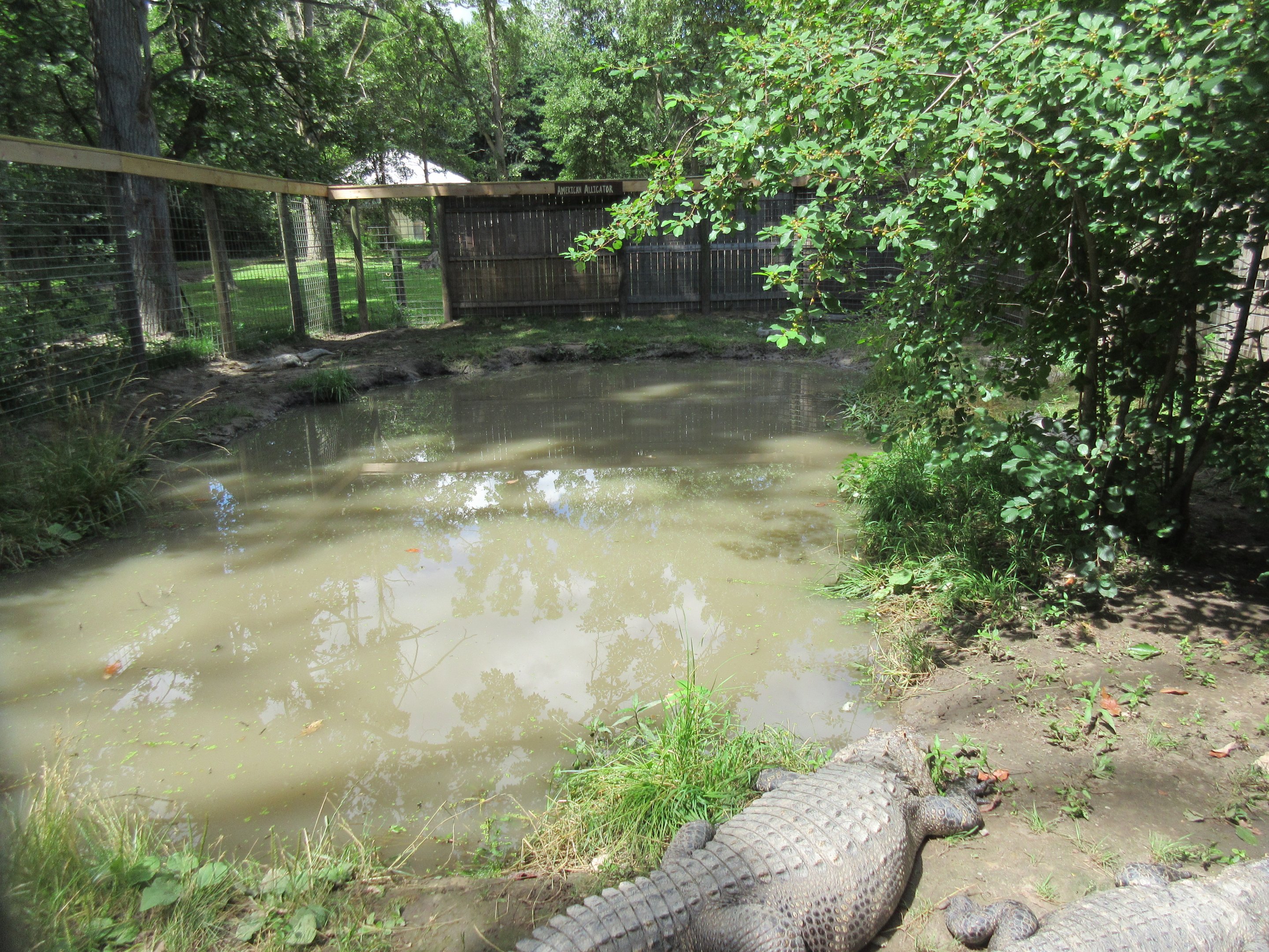 American Alligator Exhibit
