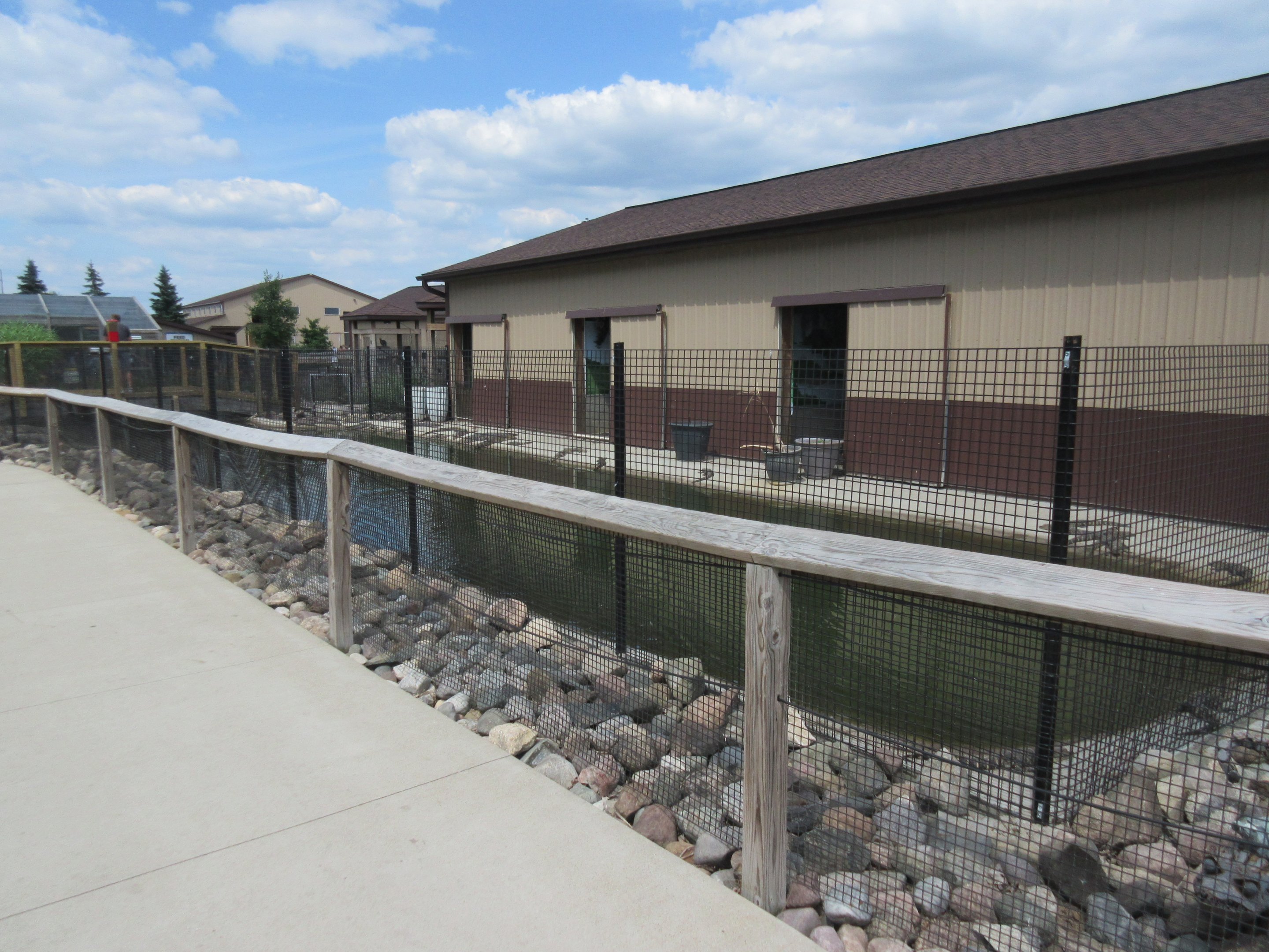 American Alligator Exhibit