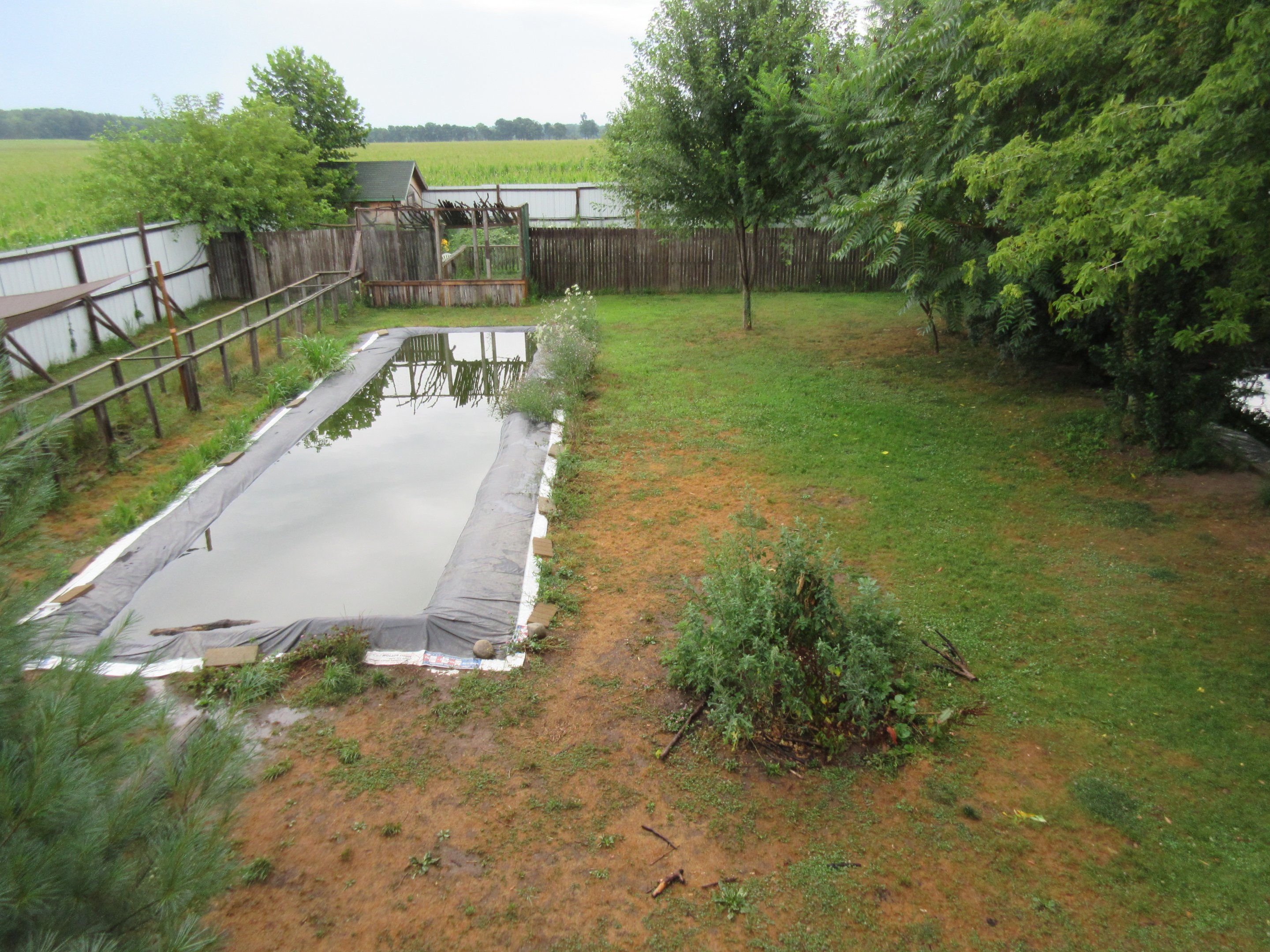 American Alligator Exhibit