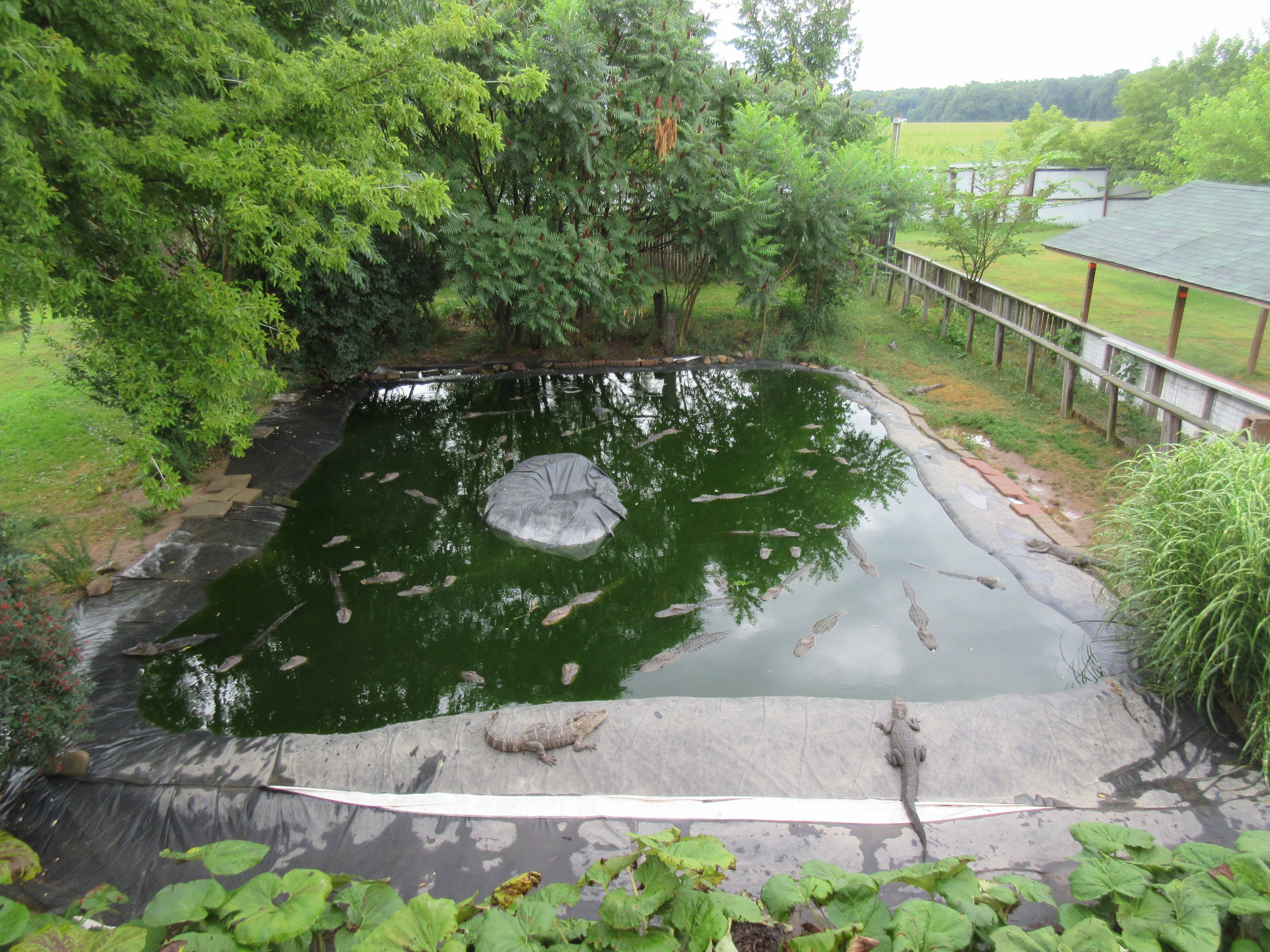 American Alligator Exhibit